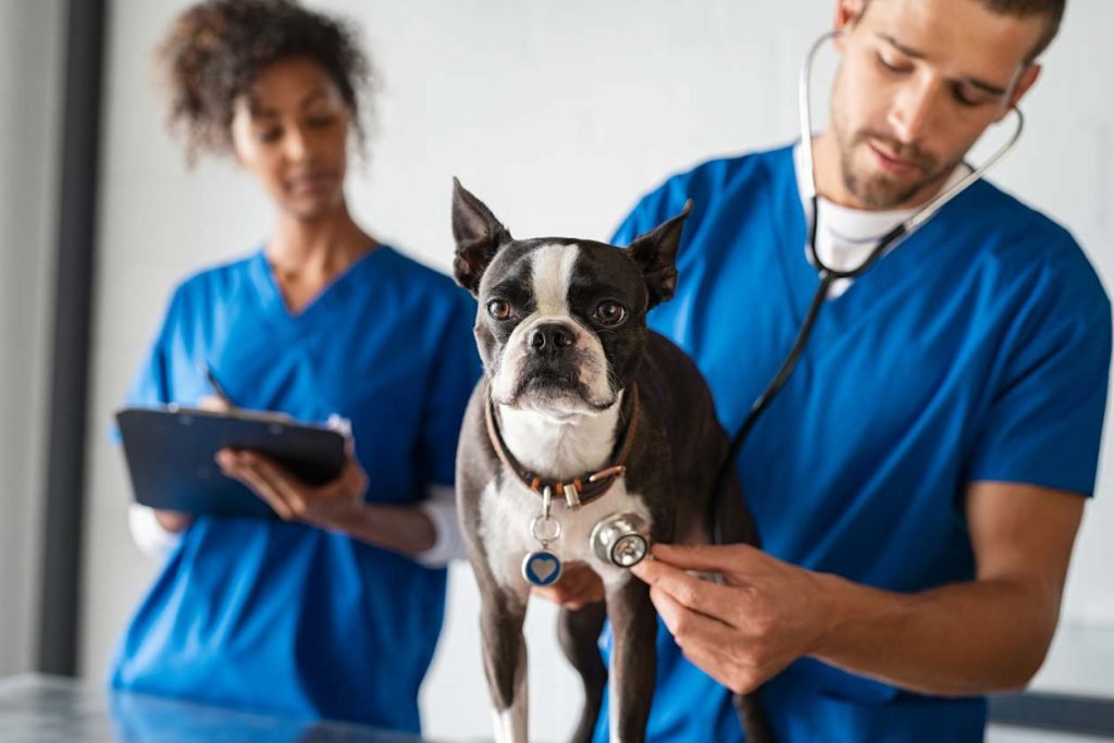 Curso de Auxiliar de Médico Veterinário