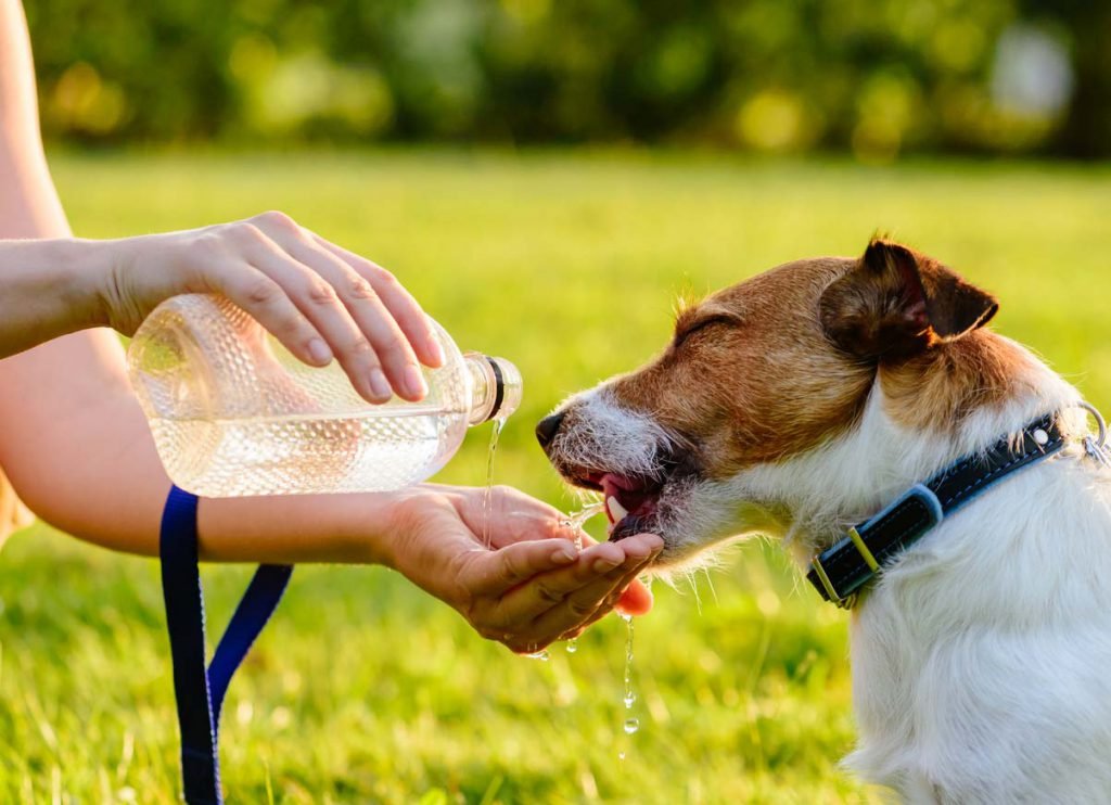 Cão tomando água