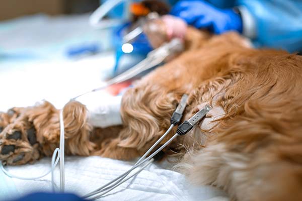 Cirurgia torácica em cães