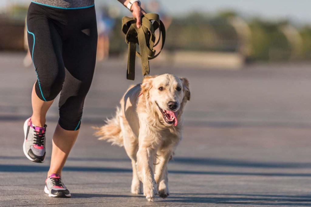 Prática de exercício com cães