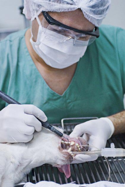 Odontologia